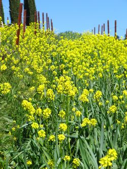 Wildflowers_March2013_0003