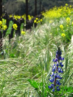 Wildflowers_March2013_0006
