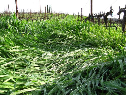 Cover crop march 2013