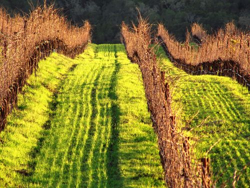 Green cover crop setting sun