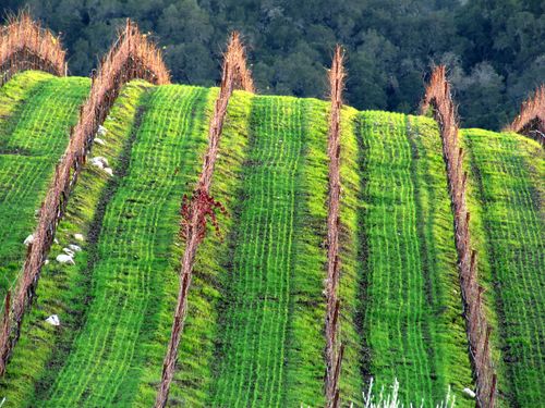 New green growth 3