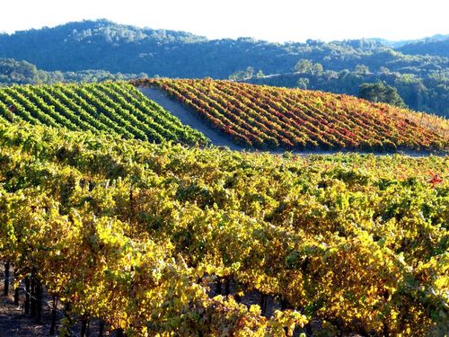 Foliage - Early November