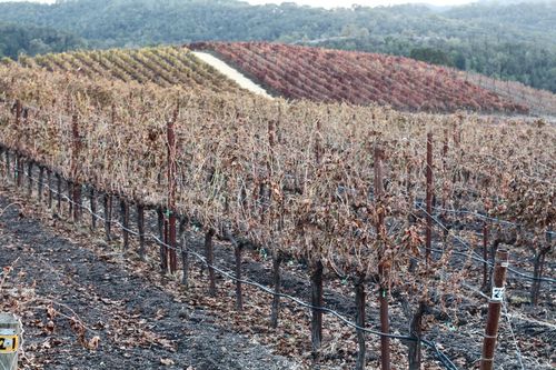 Foliage - Late November