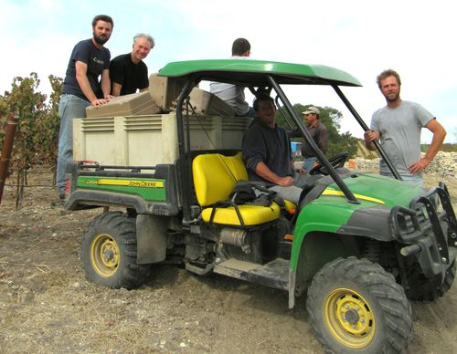 End of 2012 harvest - vineyard