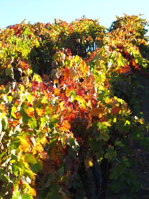 Foliage_0005