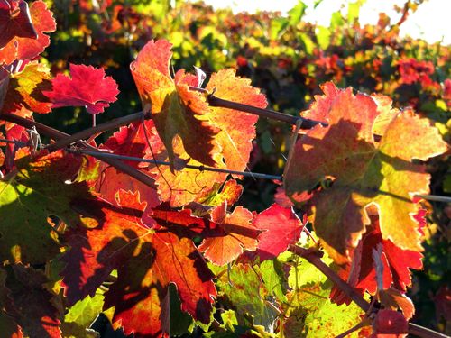 Foliage_0004