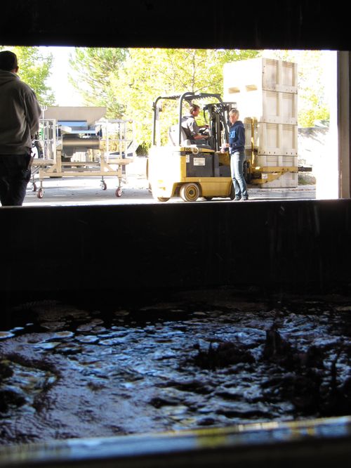 Pressing syrah and processing whites