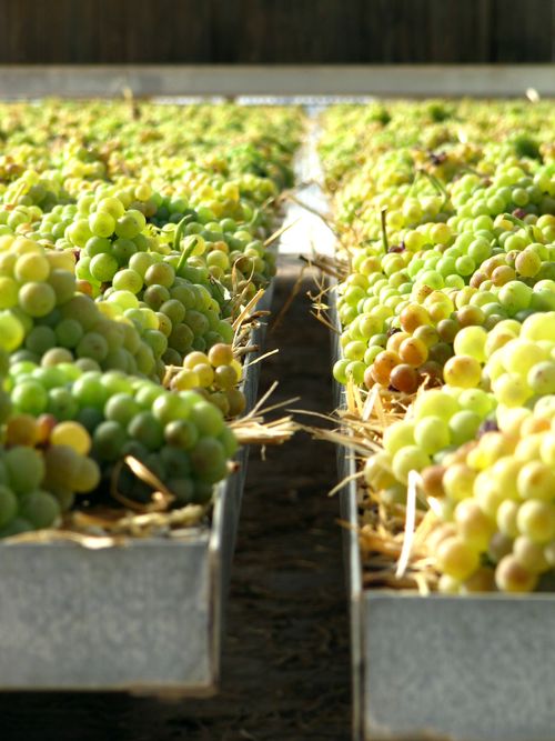 Vin_de_paille_2012_1