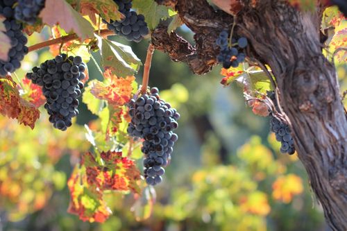 Head-pruned Mourvedre Oct 2012