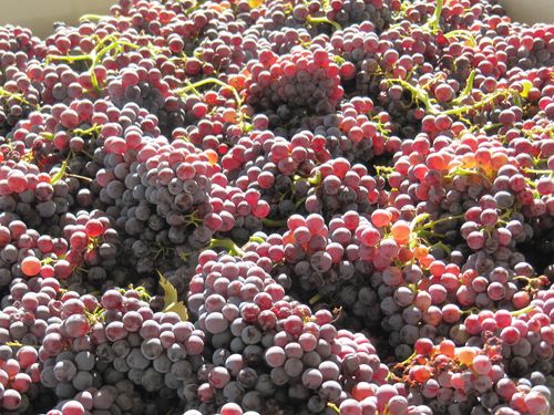 Patelin Grenache for Rose