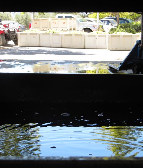 Vermentino bins through press
