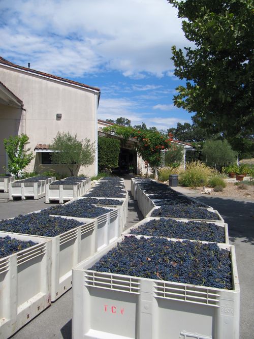 Bins of syrah outside winery sept 6 2012