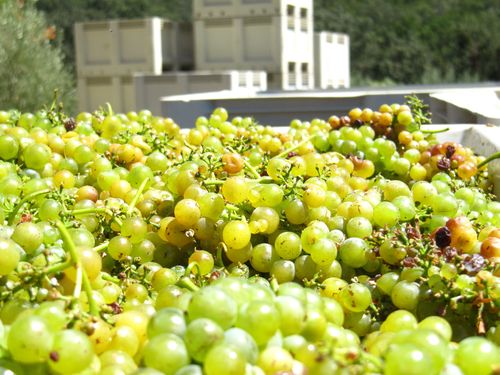 First Viogner bins for Patelin Blanc