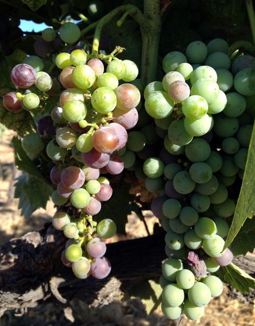 Veraison 2012 Mourvedre