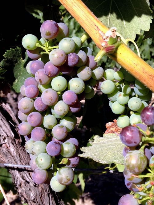 Veraison 2012 Syrah