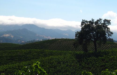 Fog bank july 2012 3