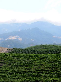 Fog bank july 2012 vertical