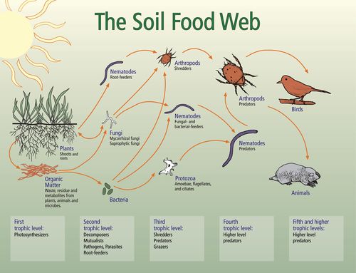 Compost_tea_life_cycle
