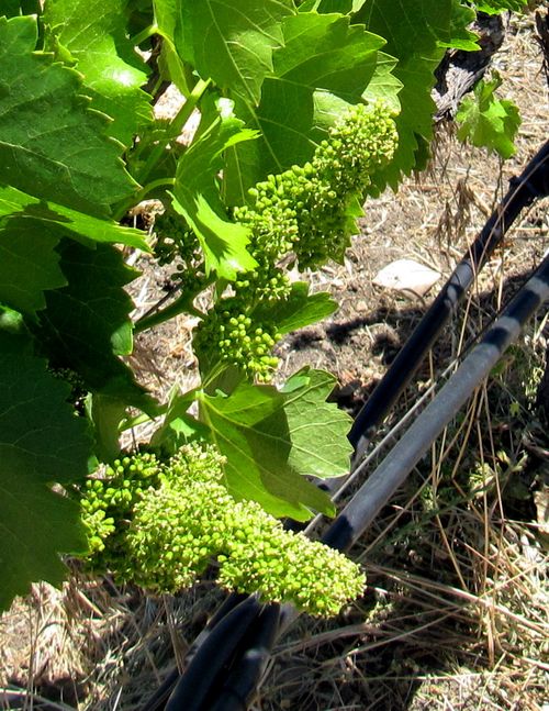 Flowering 2012 grenache