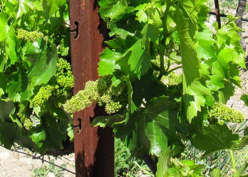 Flowering 2012 grenache blanc