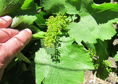 Flowering 2012 viognier
