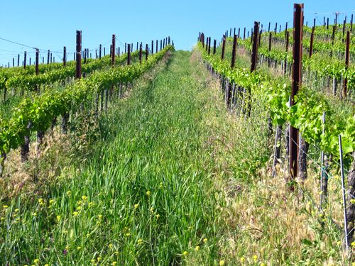 Lush cover crop