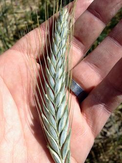 Barley ear