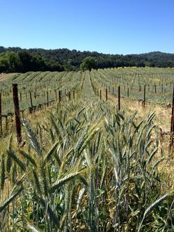 Barley cover crop