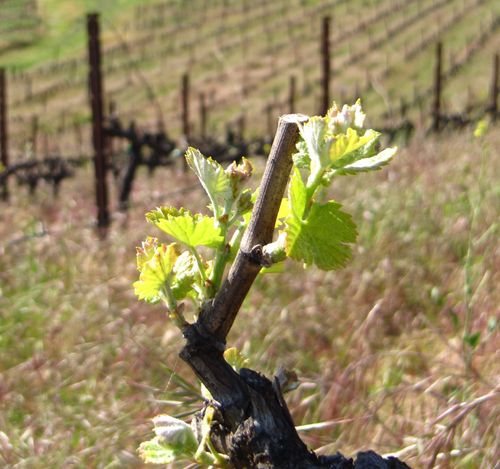 Budbreak_syrah