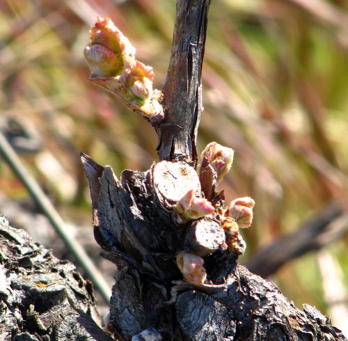 Budbreak_mourvedre
