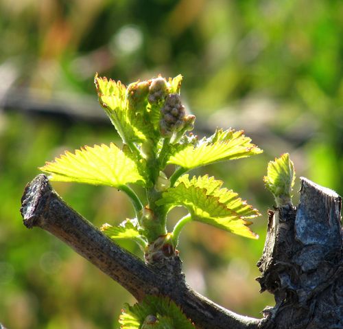 Budbreak_grenache