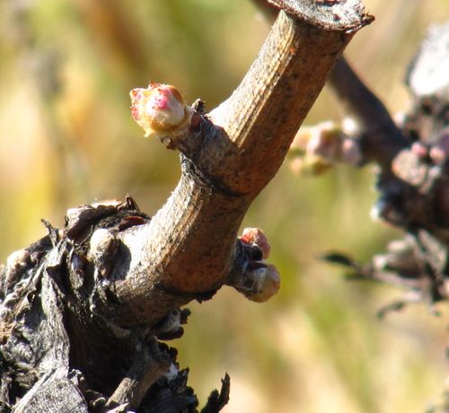 Budbreak_counoise