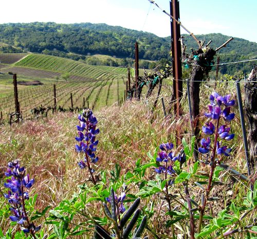 Budbreak_with_wildflowers