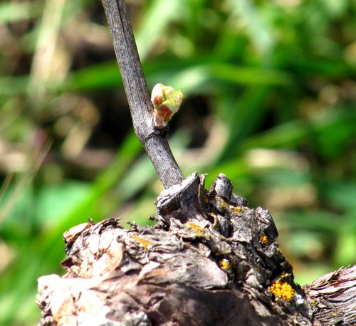 Budbreak in Chardonnay
