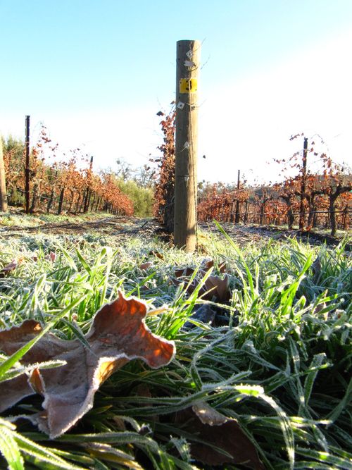 Frosty_grass_0001