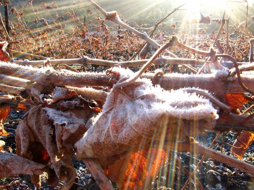 Frosty_leaves