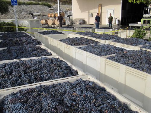 Last_grapes_0001