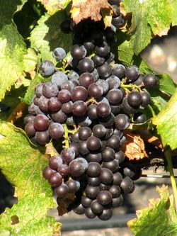 Grenache_cluster