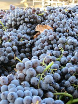 Grenache_in_bin