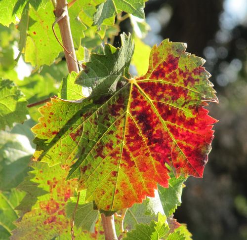 Mourvedre_leaf