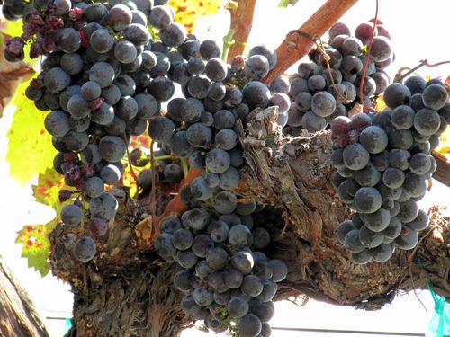 Mourvedre_on_vine