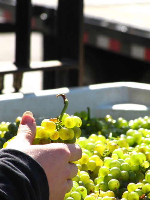 Chelsea_with_viognier_0001