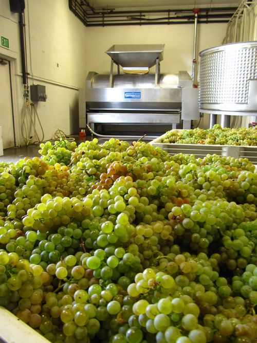 Vermentino_in_bin_0001