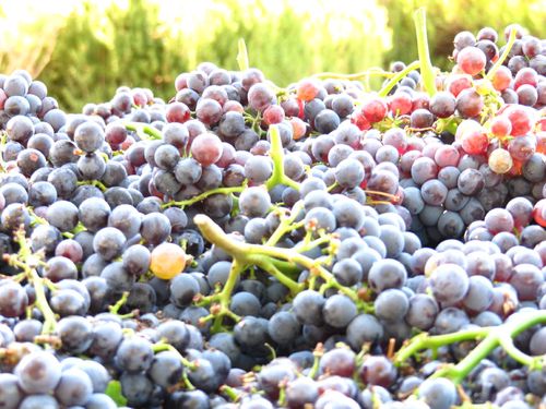 Grenache_vista_0001