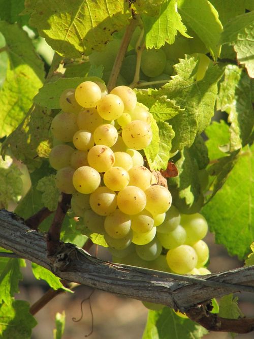 Grapes_sept2011_0004