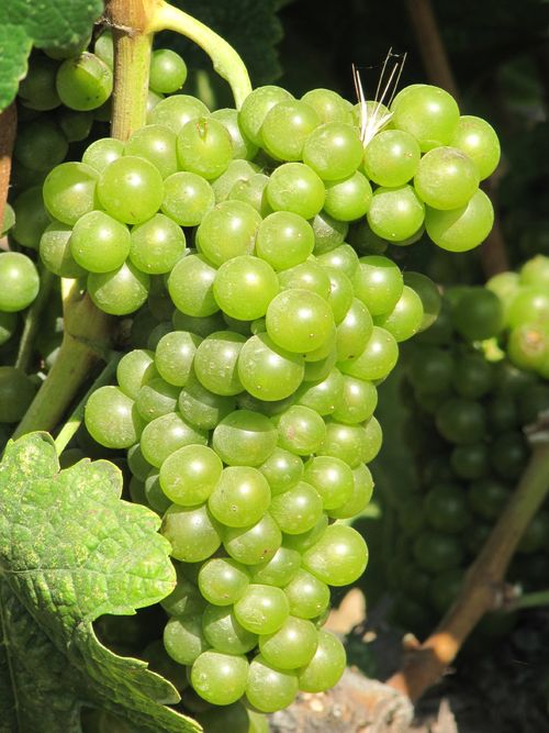 Grapes_sept2011_0002