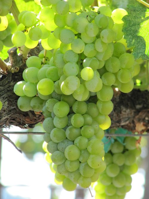 Grapes_sept2011_0008