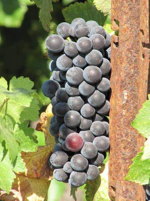 Grapes_sept2011_0005