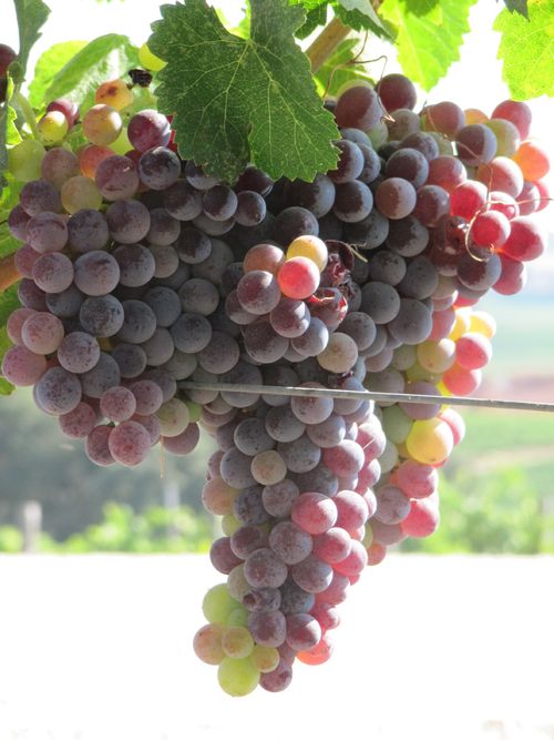 Grapes_sept2011_0001