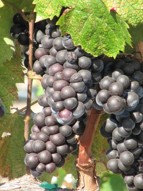 Grapes_sept2011_0003